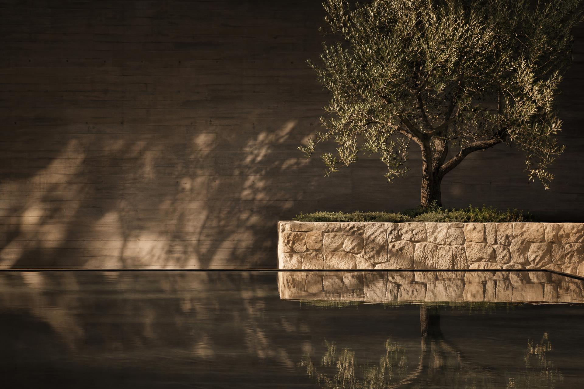 Reflecting pool, sandstone planter and olive tree in soft late afternoon light